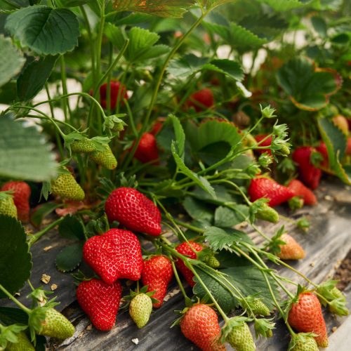 Rows of fresh organic strawberries growing at greenhouse. Cultivation of seasonal berries. Concept of gardening.